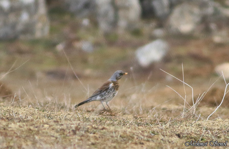 Tarla Ardıcı