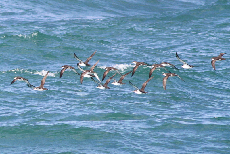 Yelkouan Shearwater
