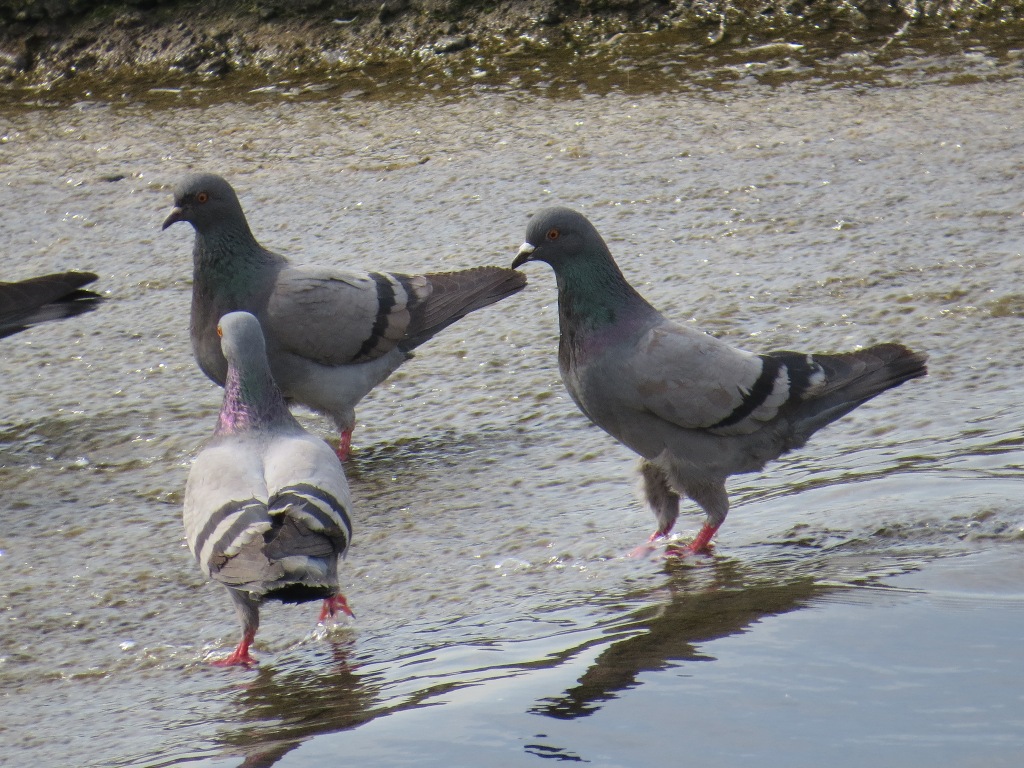 Rock Dove