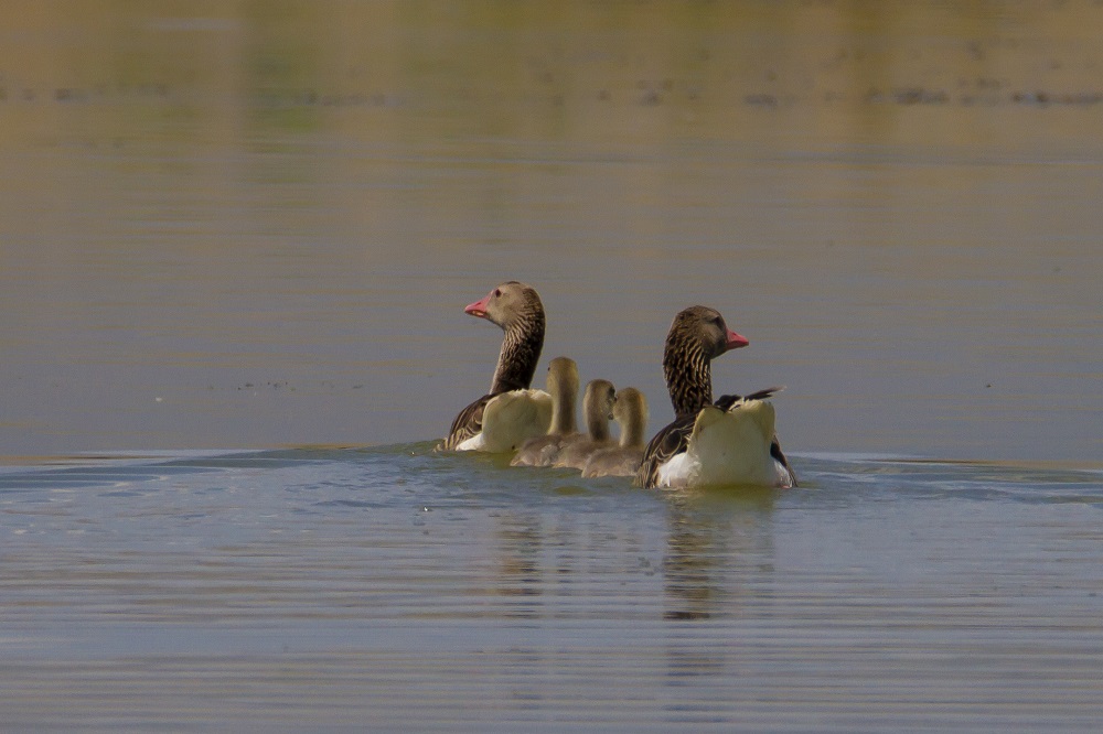 Greylag Goose
