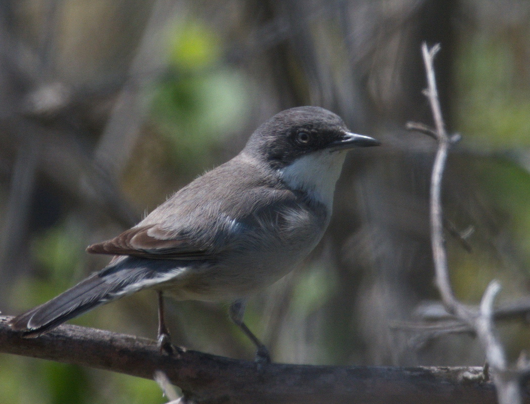 Eastern Orphean Warbler