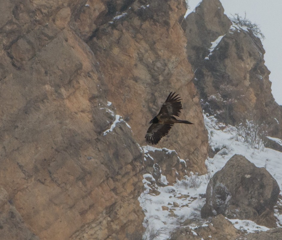 Bearded Vulture