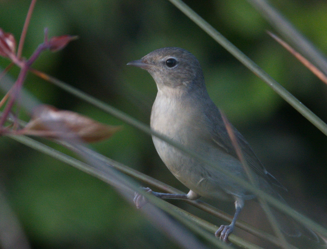 Garden Warbler