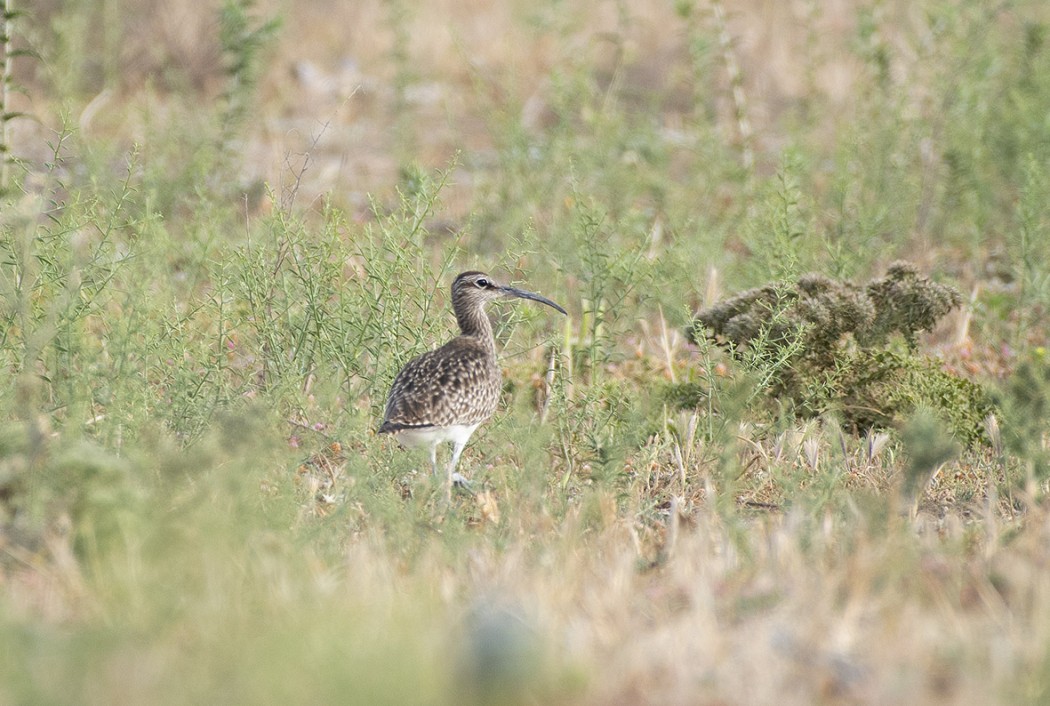 Eurasian Whimbrel