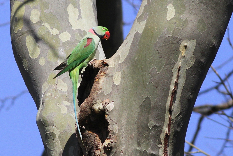 Alexandrine Parakeet