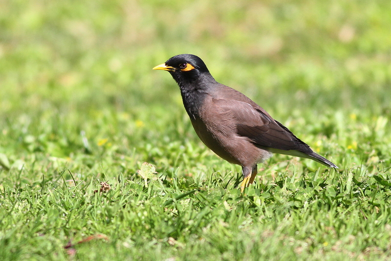 Common Myna