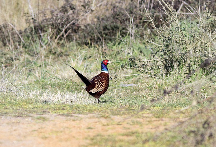 Common Pheasant