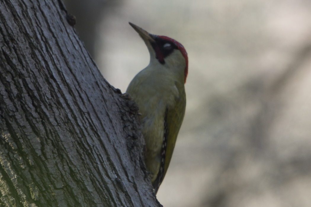 European Green Woodpecker
