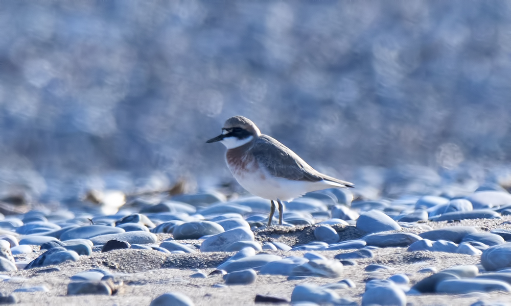 Greater Sand Plover