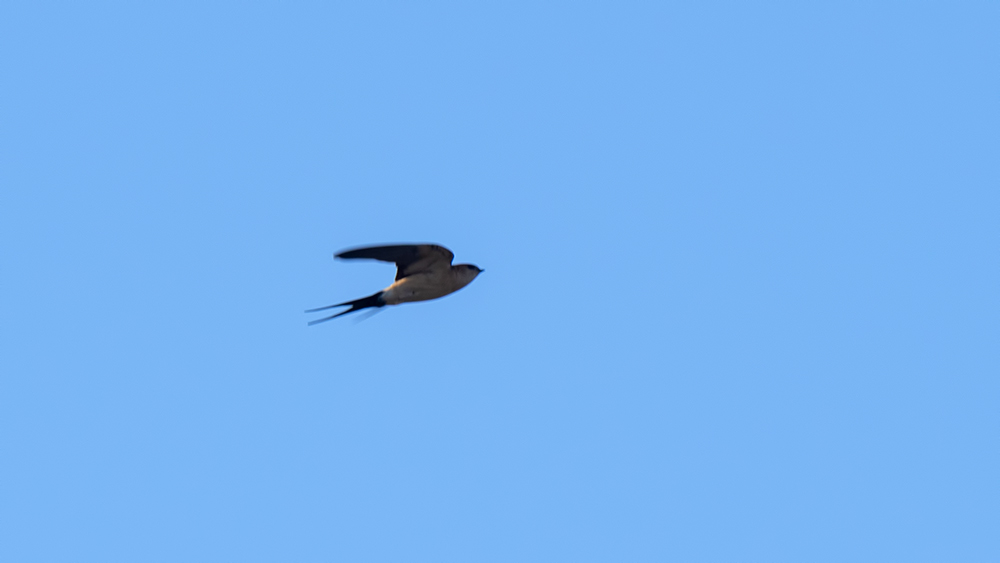 European Red-rumped Swallow