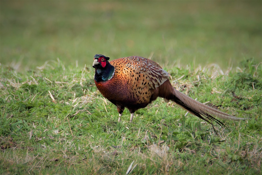 Common Pheasant
