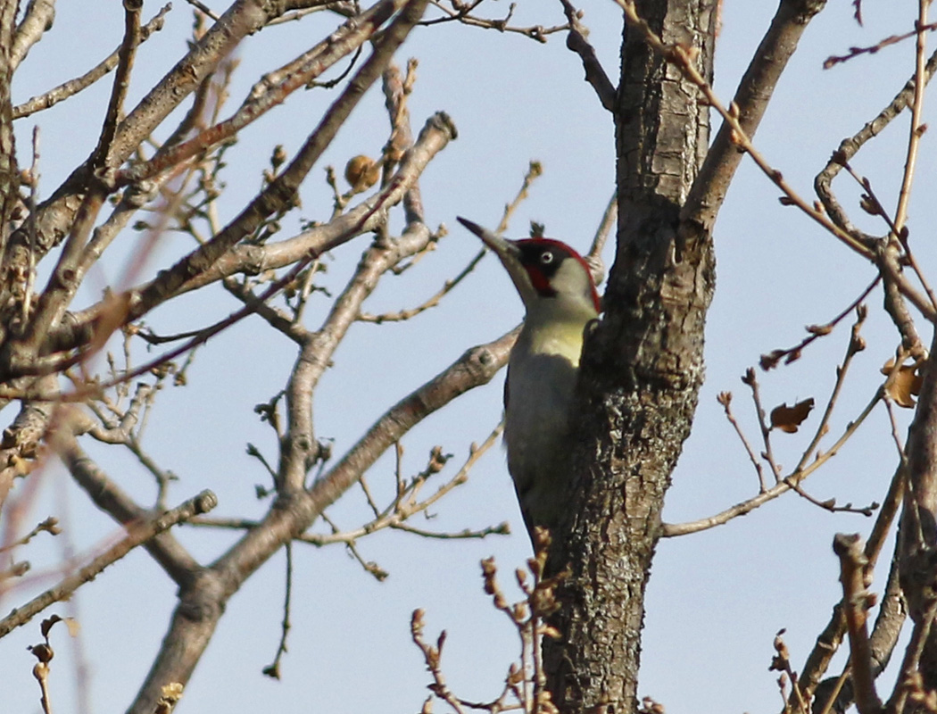 European Green Woodpecker
