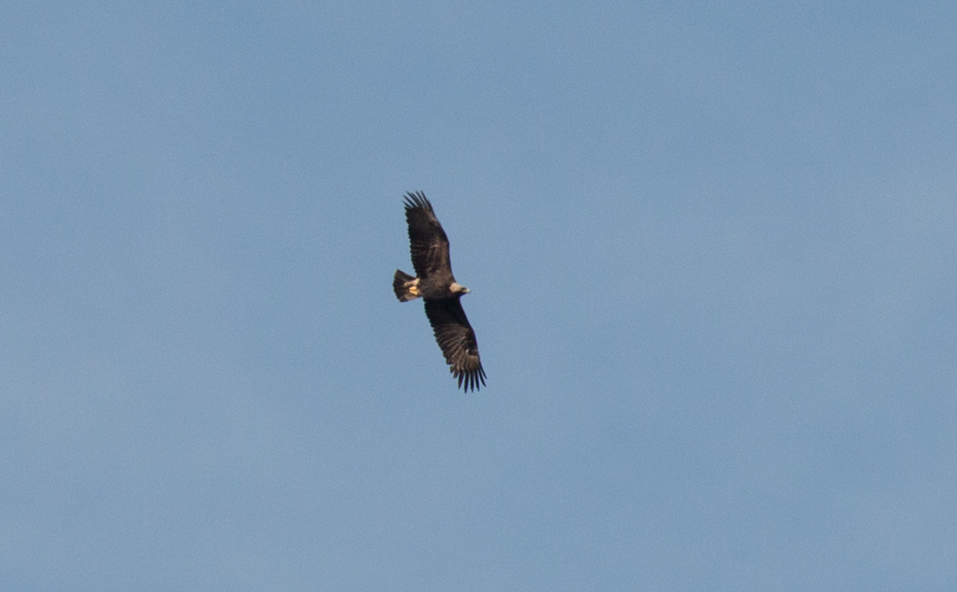 Eastern Imperial Eagle
