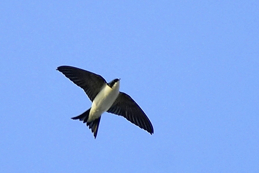 Ev Kırlangıcı