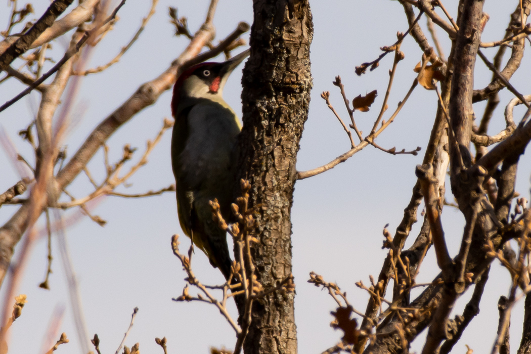 European Green Woodpecker