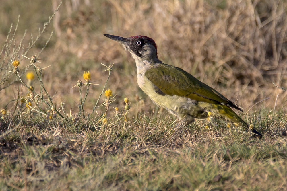 European Green Woodpecker