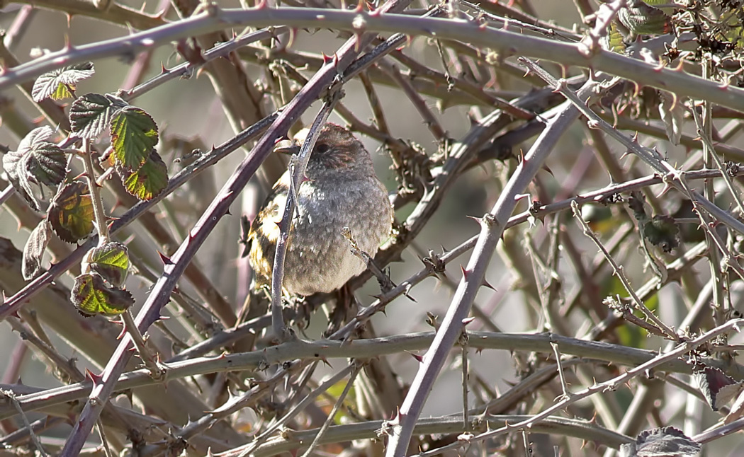 Dunnock