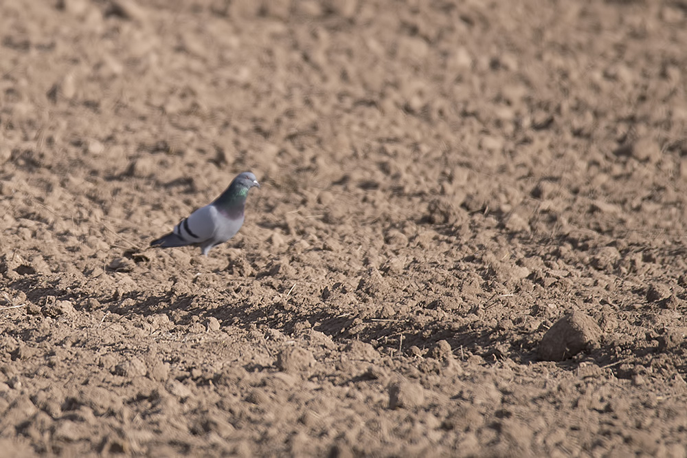 Rock Dove