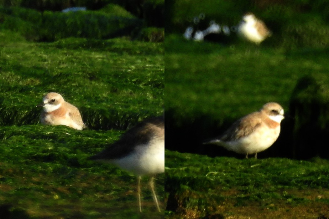 Greater Sand Plover