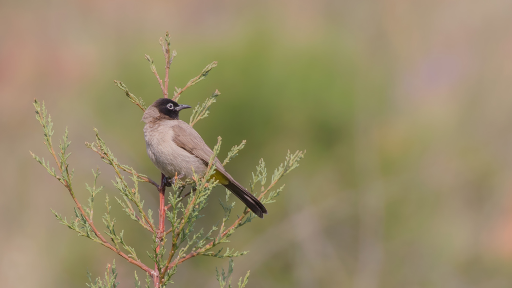 White-spectacled Bulbul