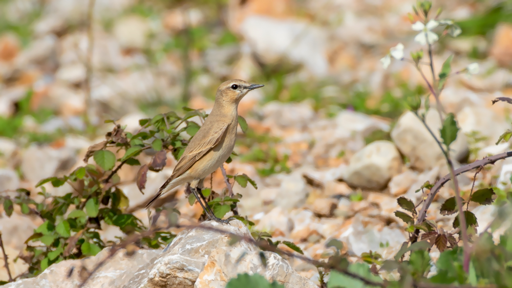 Isabelline Wheatear