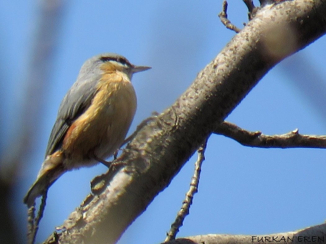 Eurasian Nuthatch