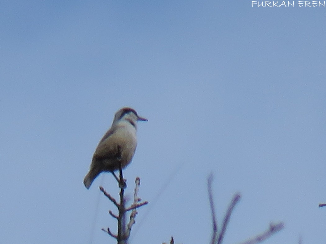Western Rock Nuthatch