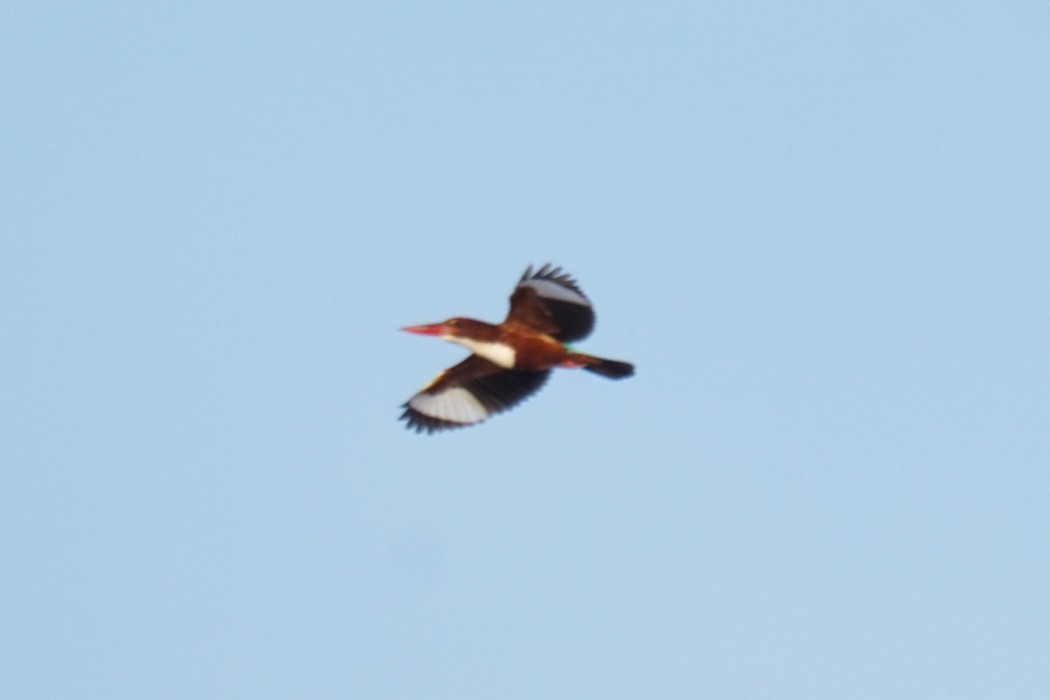 White-throated Kingfisher