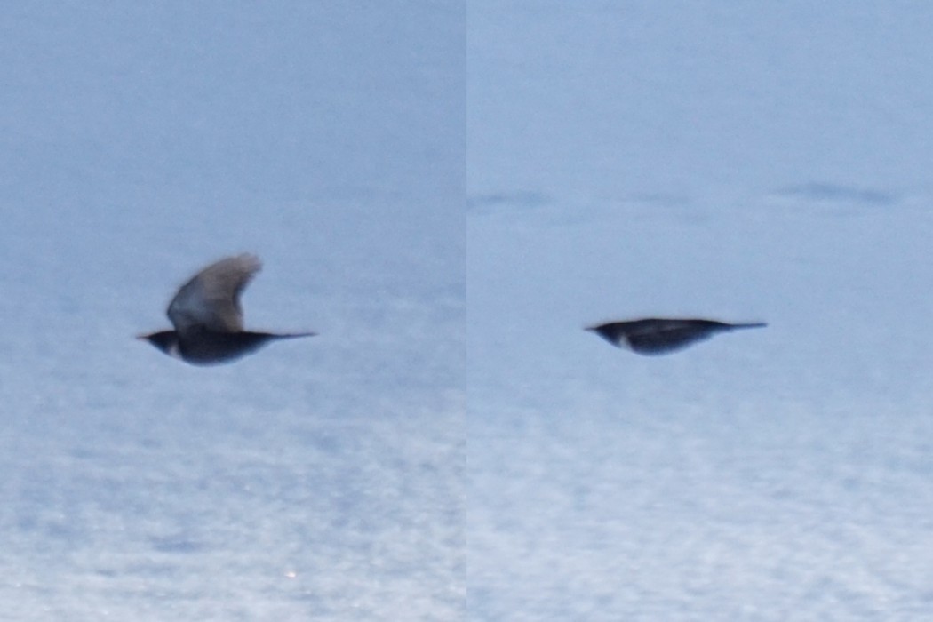 Ring Ouzel