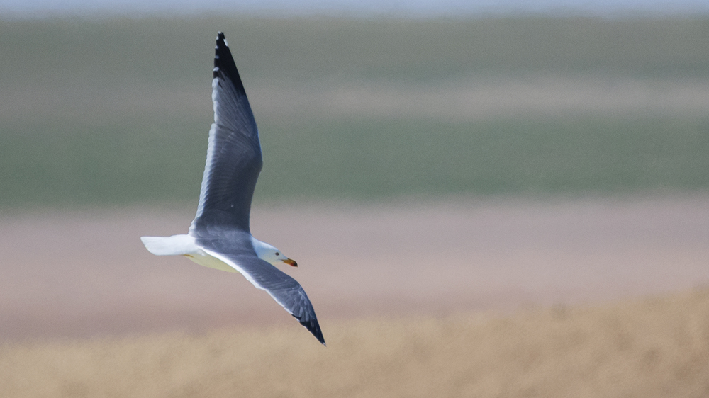 Lesser Black-backed Gull