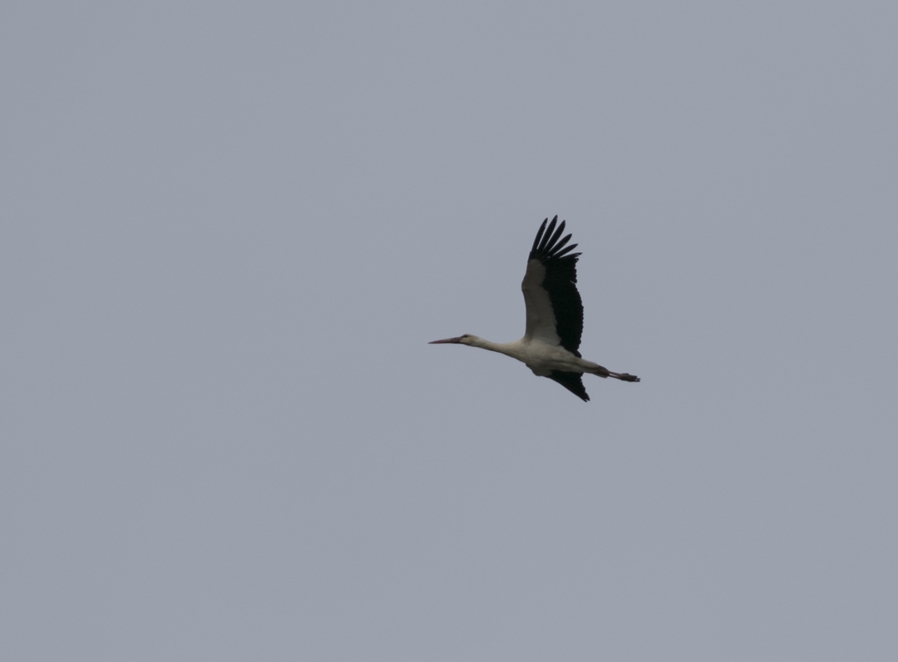 White Stork
