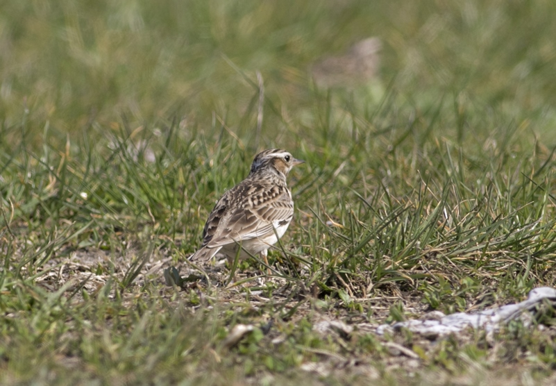 Woodlark