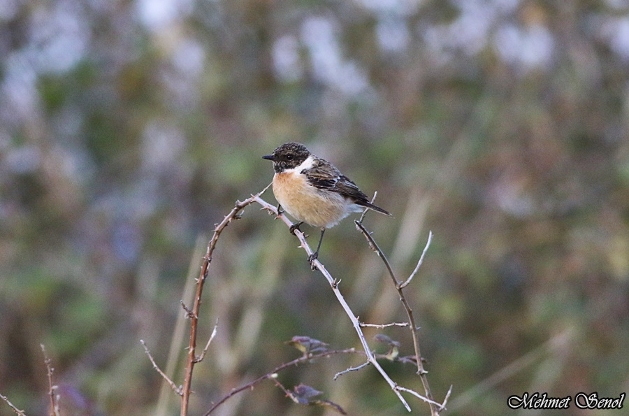 European Stonechat