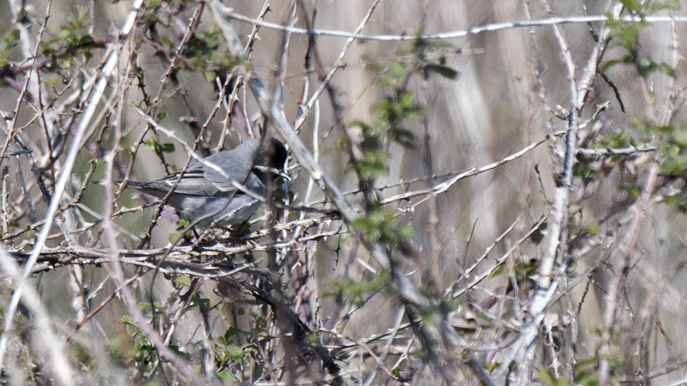 Rüppell`s Warbler