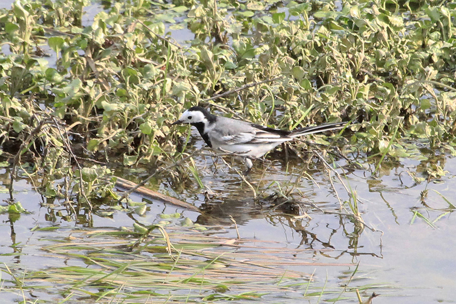White Wagtail