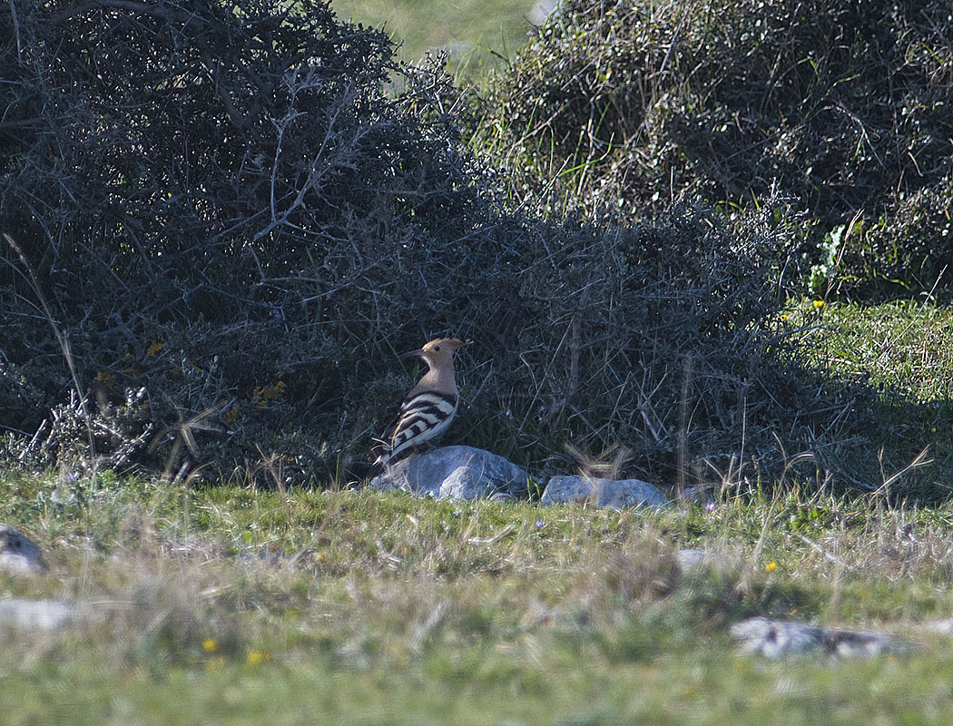 Eurasian Hoopoe