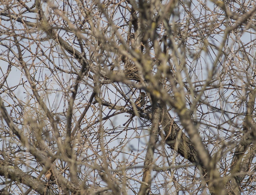 Hawfinch