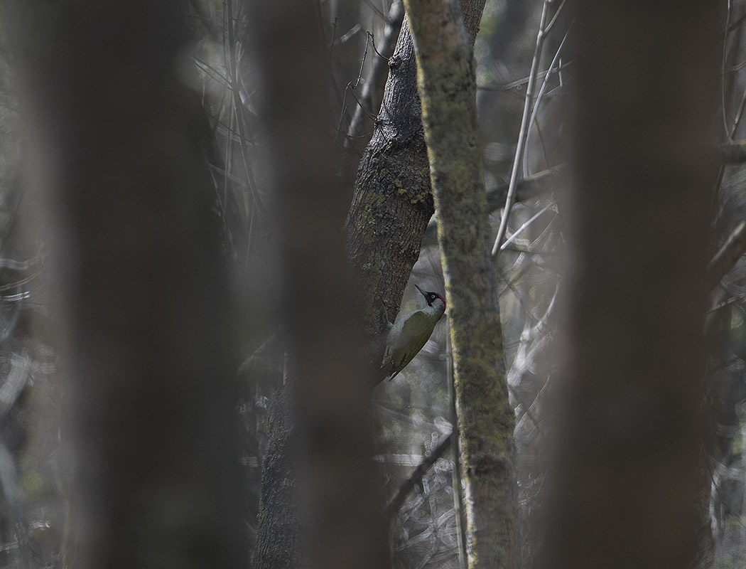 European Green Woodpecker