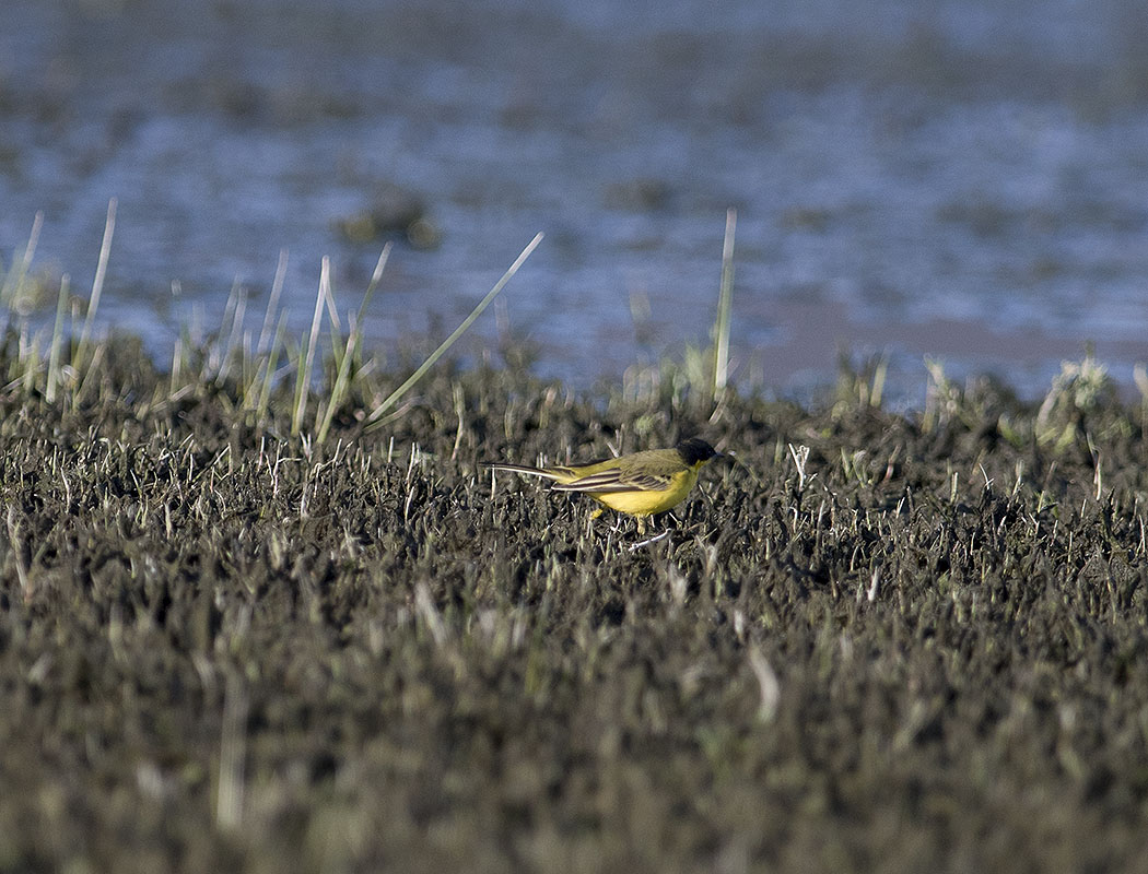 Western Yellow Wagtail