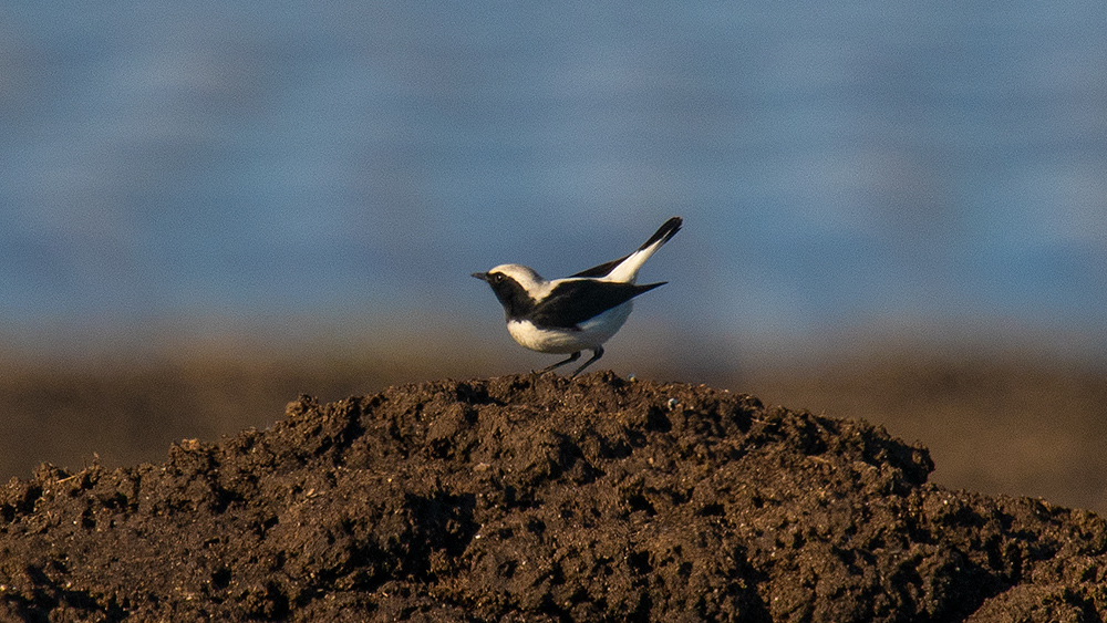 Finsch`s Wheatear