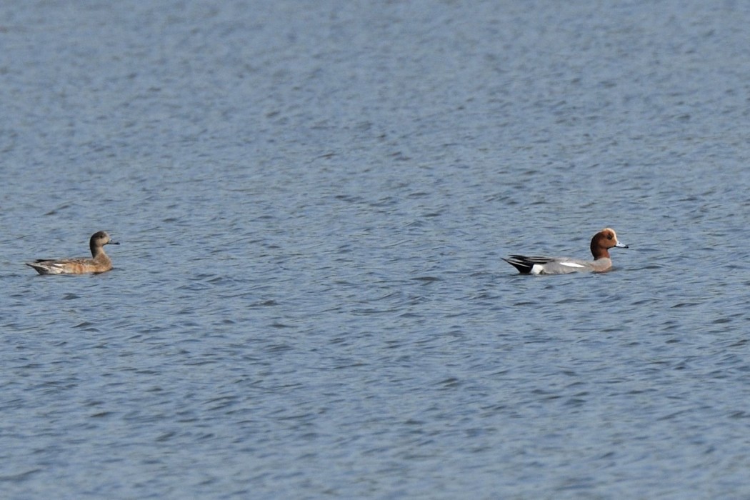 Eurasian Wigeon