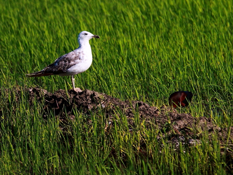 Mew Gull