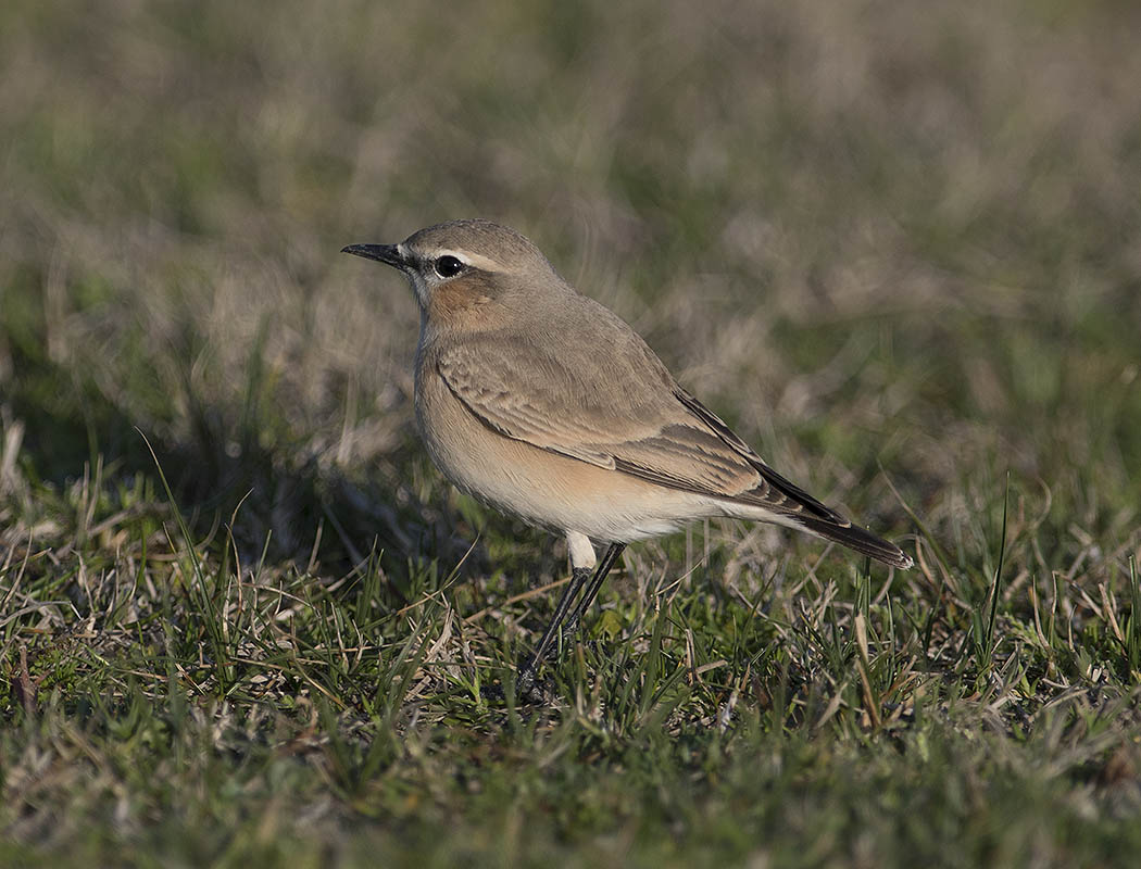Isabelline Wheatear