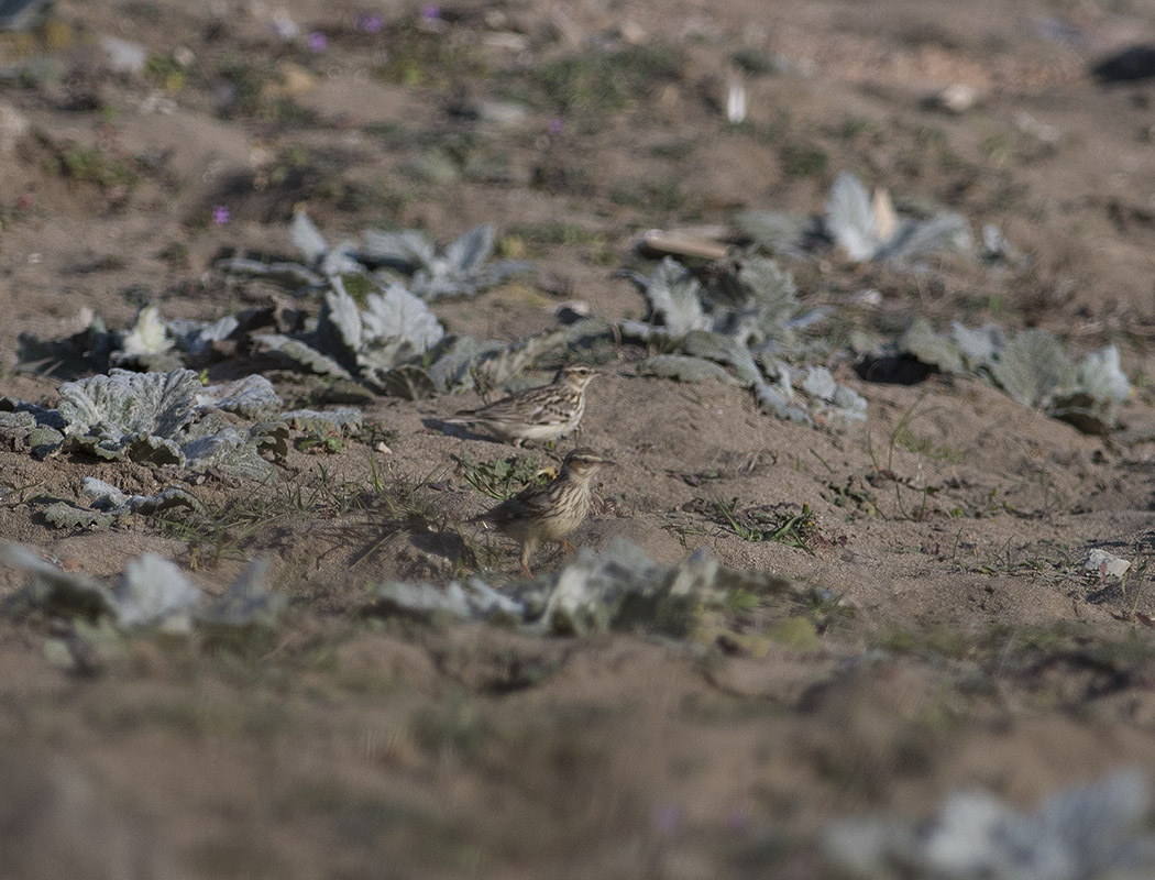 Woodlark