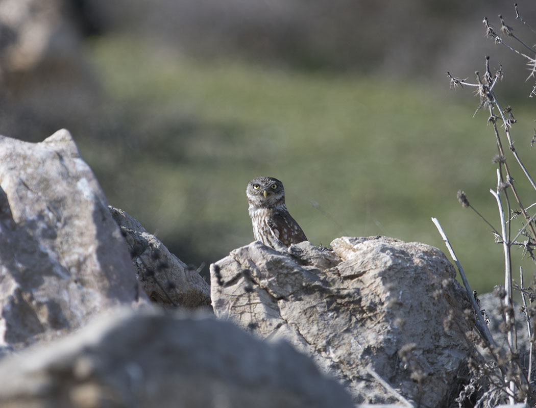 Little Owl