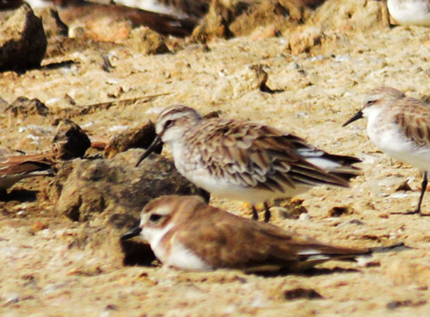 Broad-billed Sandpiper