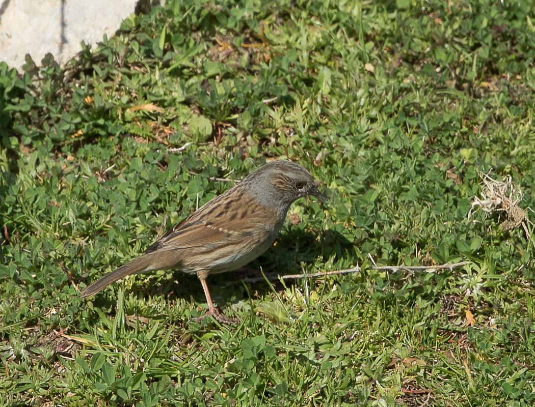 Dunnock