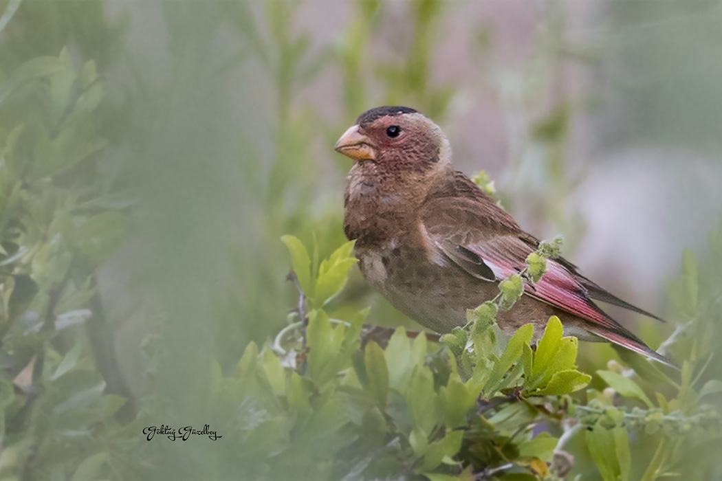 Eurasian Crimson-winged Finch
