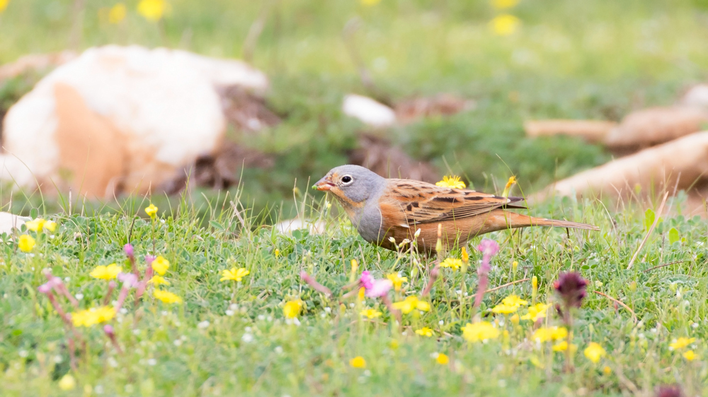 Cretzschmar`s Bunting