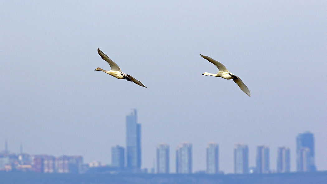 Tundra Swan